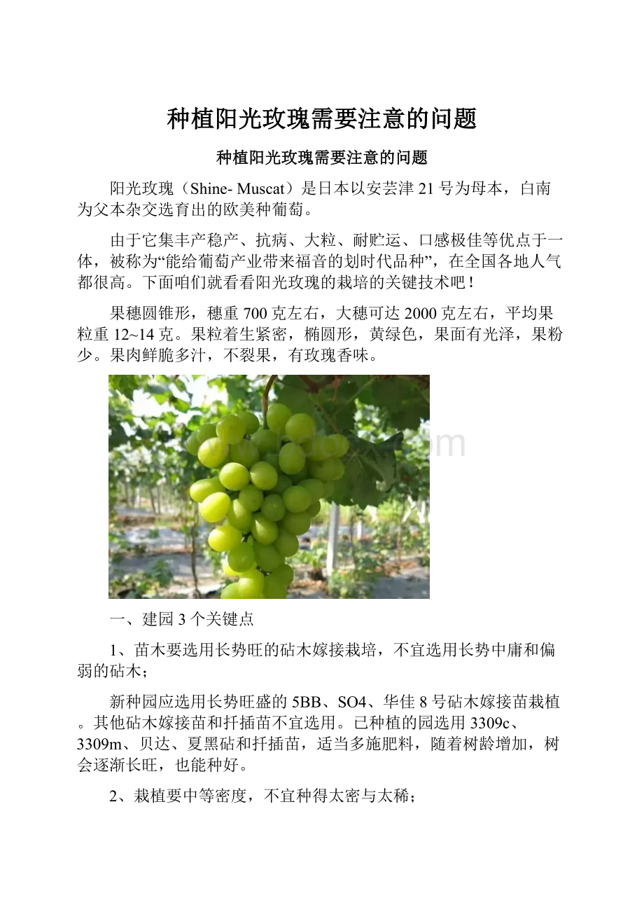 种植阳光玫瑰需要注意的问题.docx