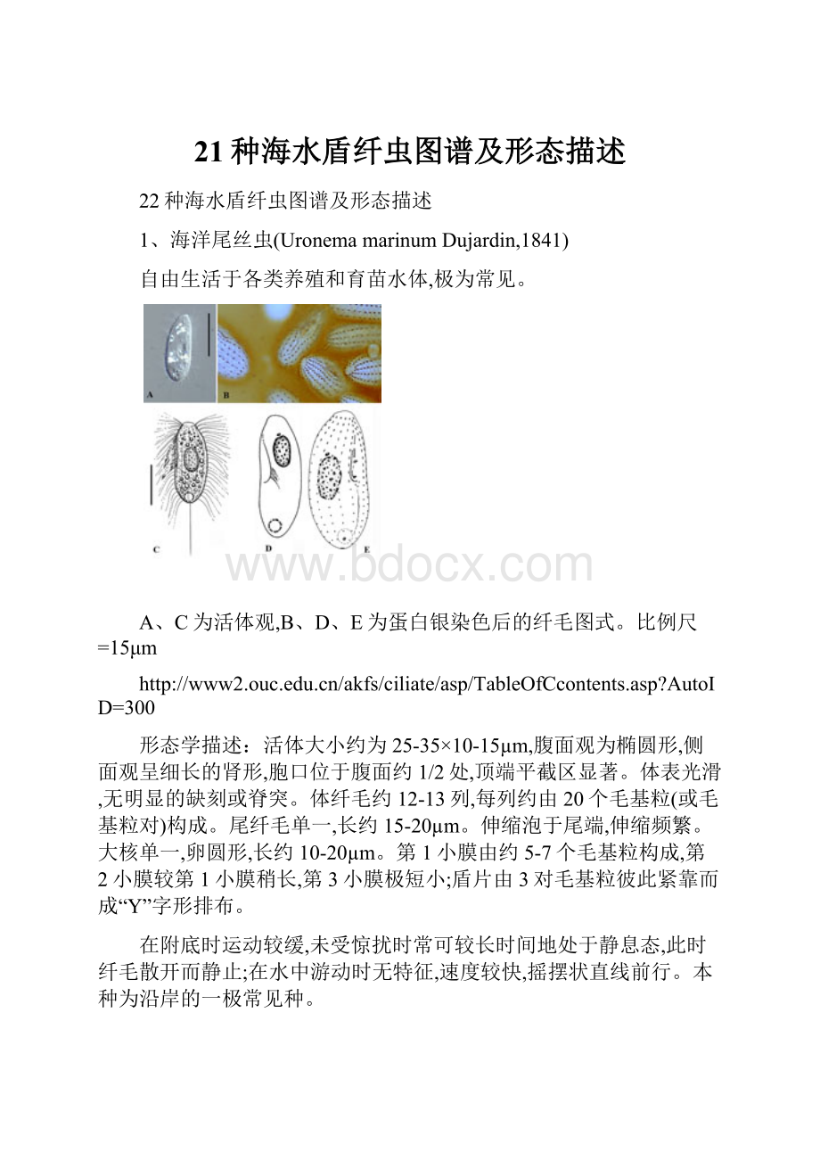 21种海水盾纤虫图谱及形态描述.docx_第1页