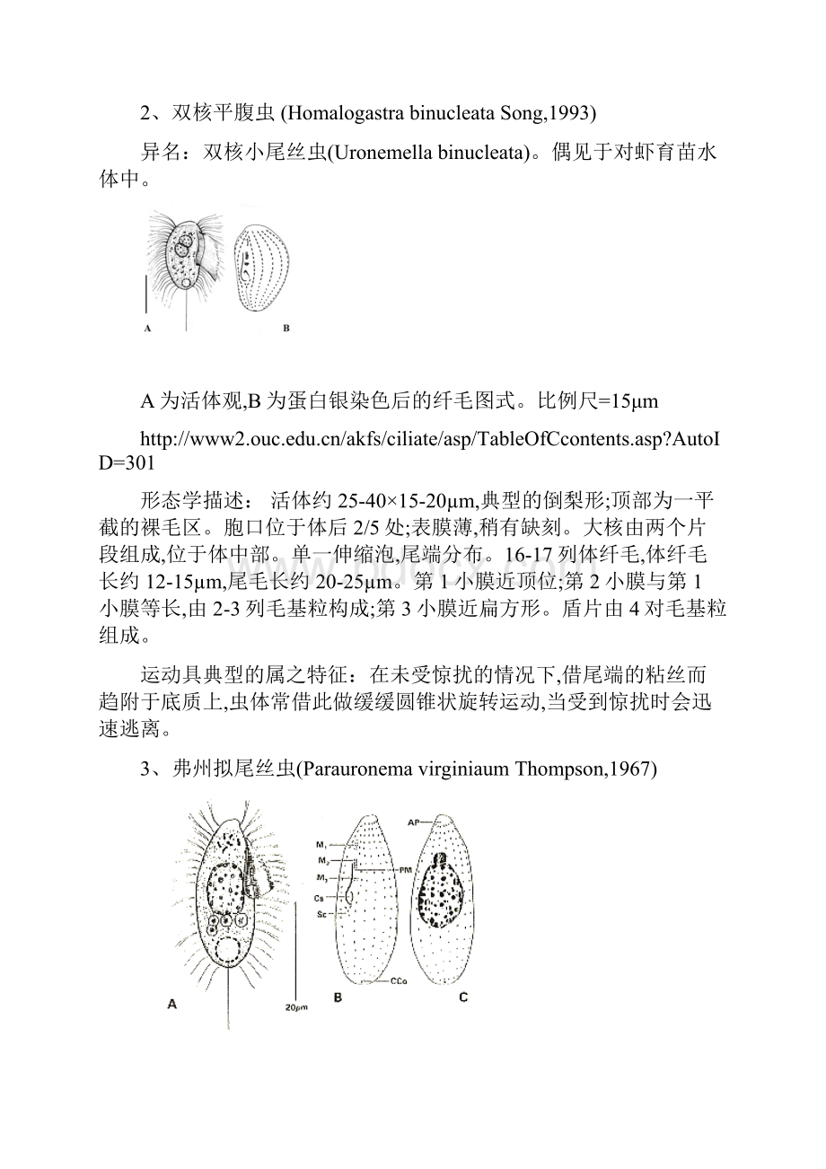 21种海水盾纤虫图谱及形态描述.docx_第2页