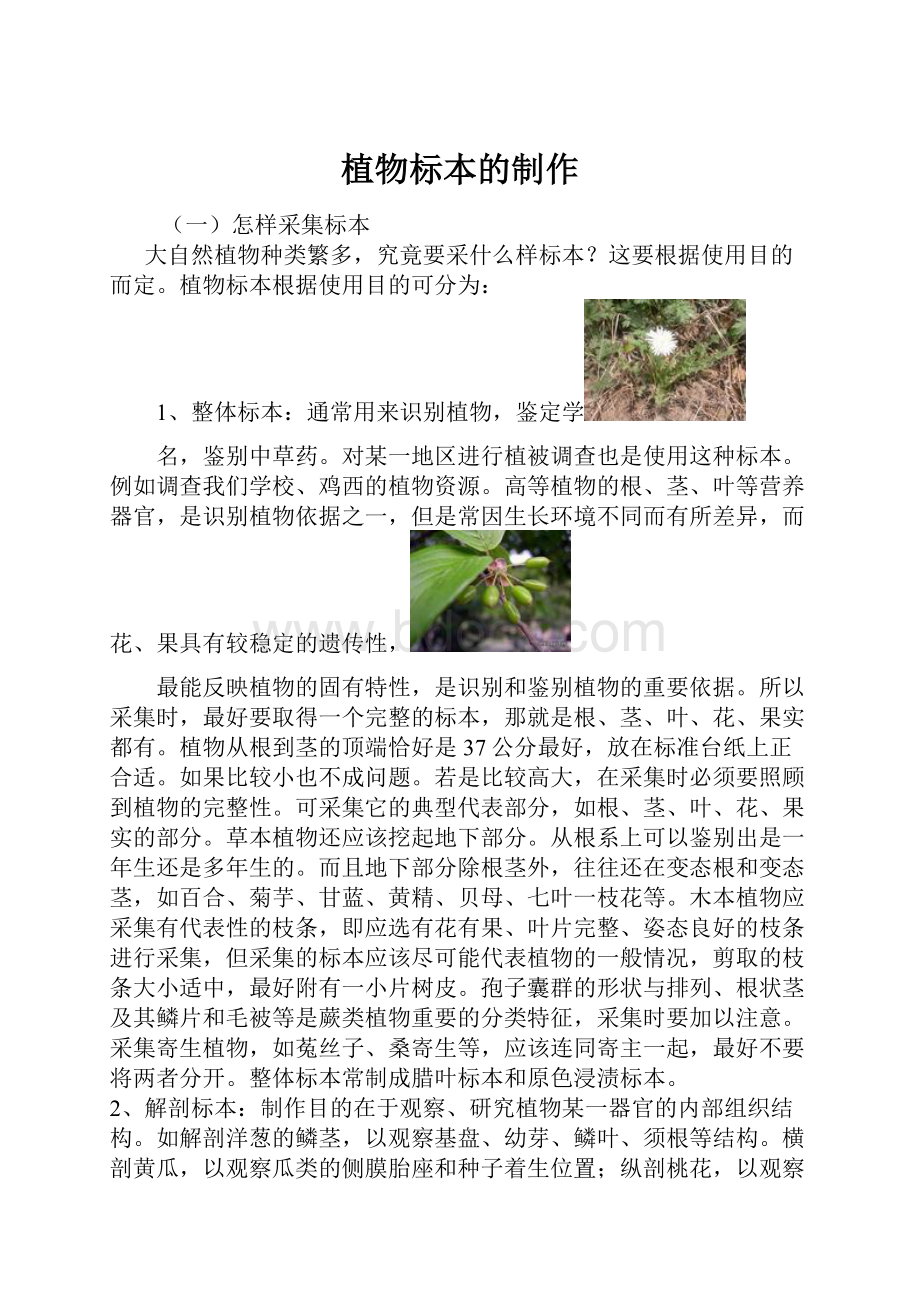 植物标本的制作.docx_第1页