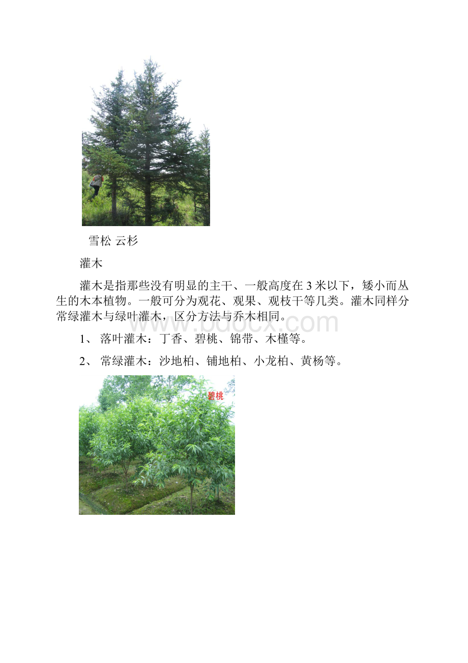 绿化植物简单分类.docx_第3页