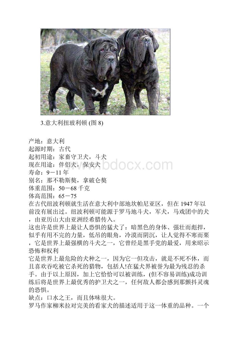 世界十大最凶悍名犬排行.docx_第3页