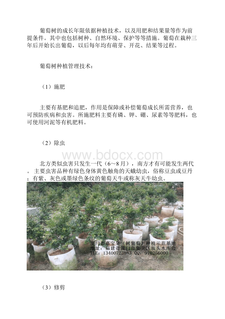 葡萄树的种植技术及修剪方法.docx_第2页