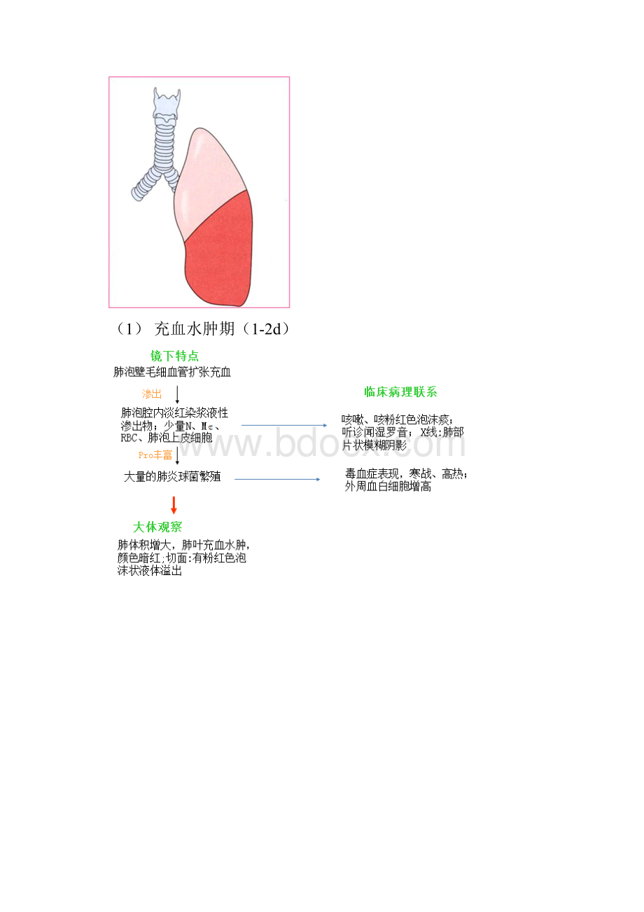 图文《病理学》呼吸系统疾病三.docx_第2页