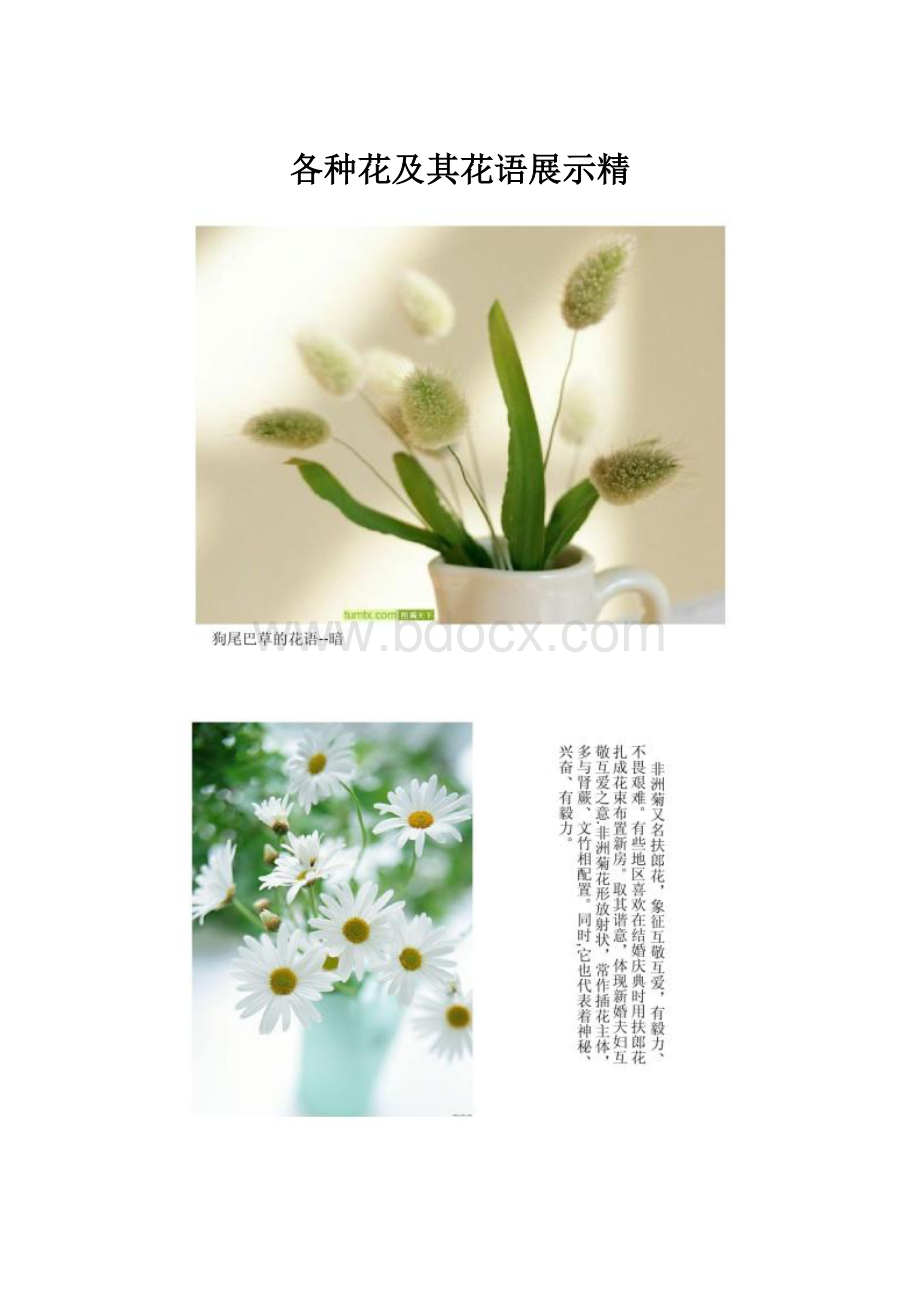 各种花及其花语展示精.docx