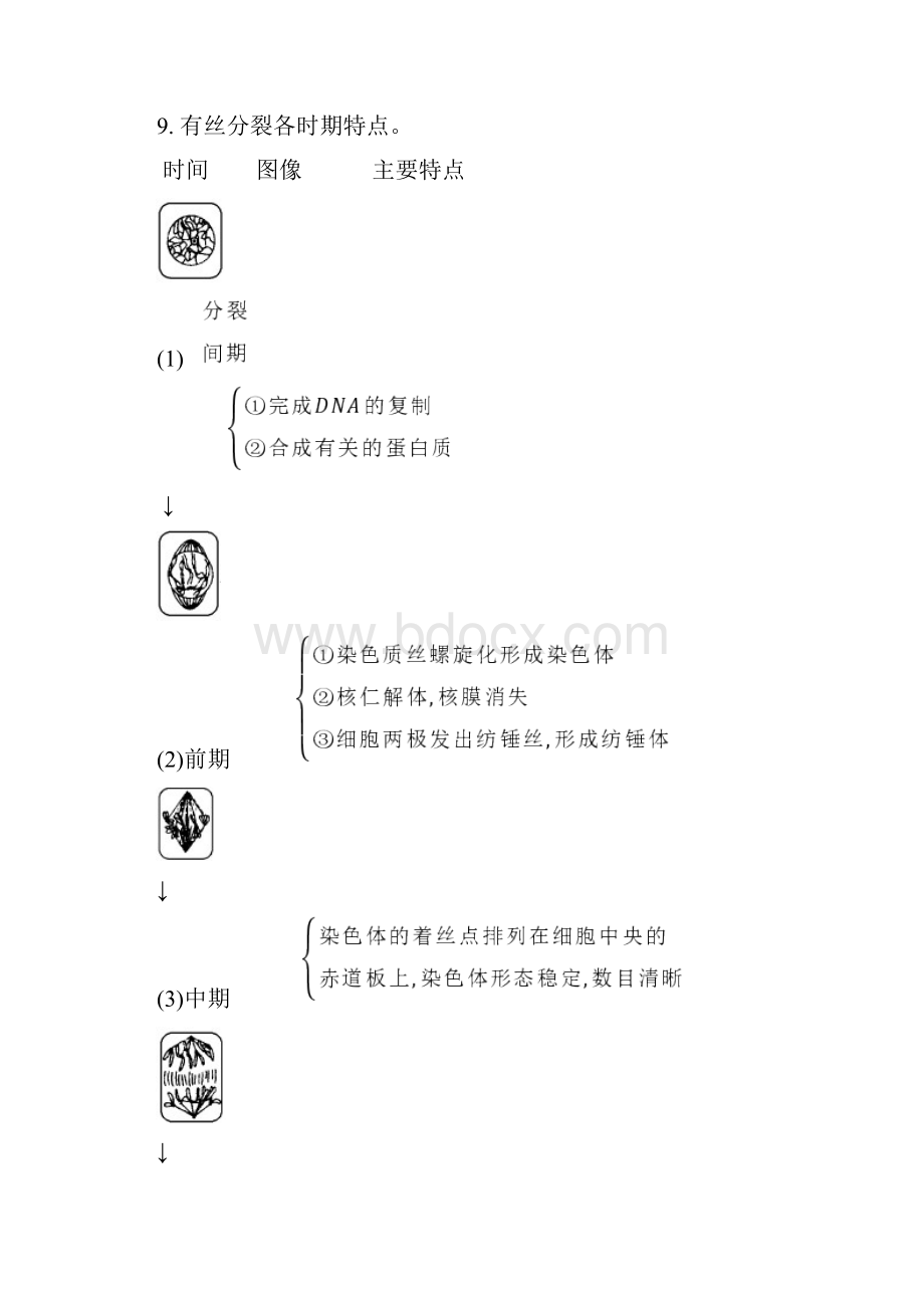 有丝分裂和减数分裂知识点总结大全.docx_第2页