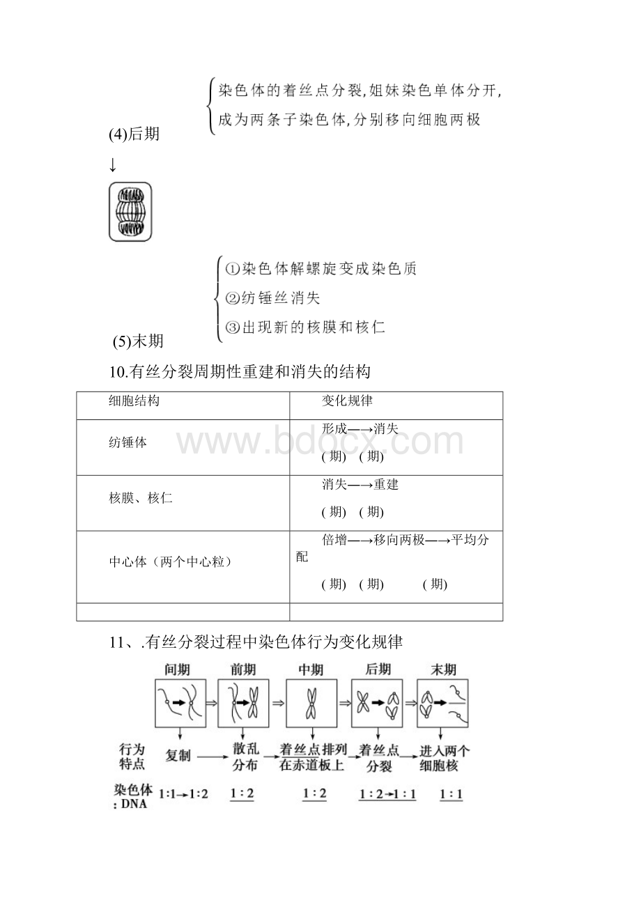 有丝分裂和减数分裂知识点总结大全.docx_第3页