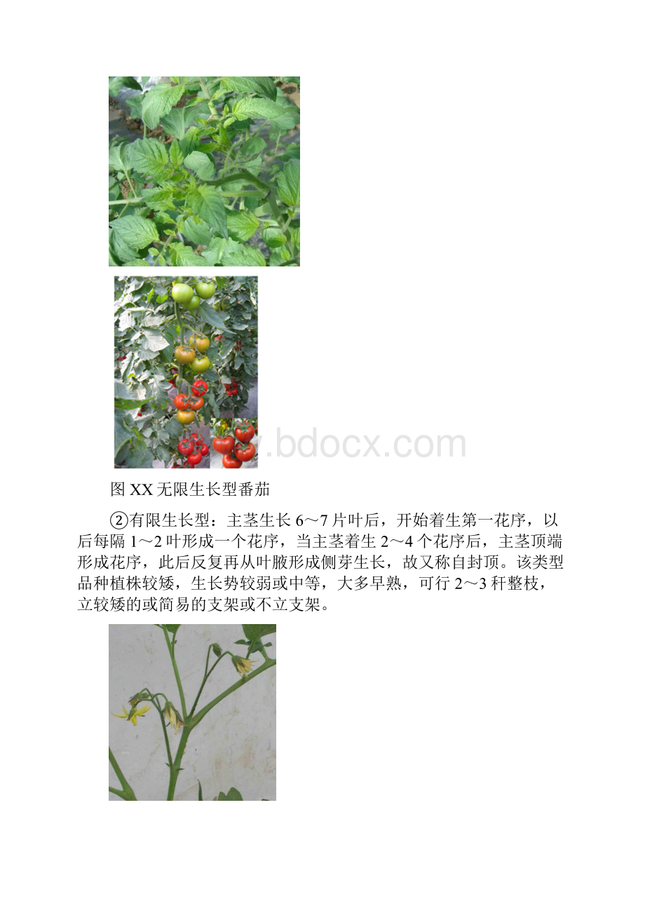 一番茄良种生产技术定稿.docx_第2页