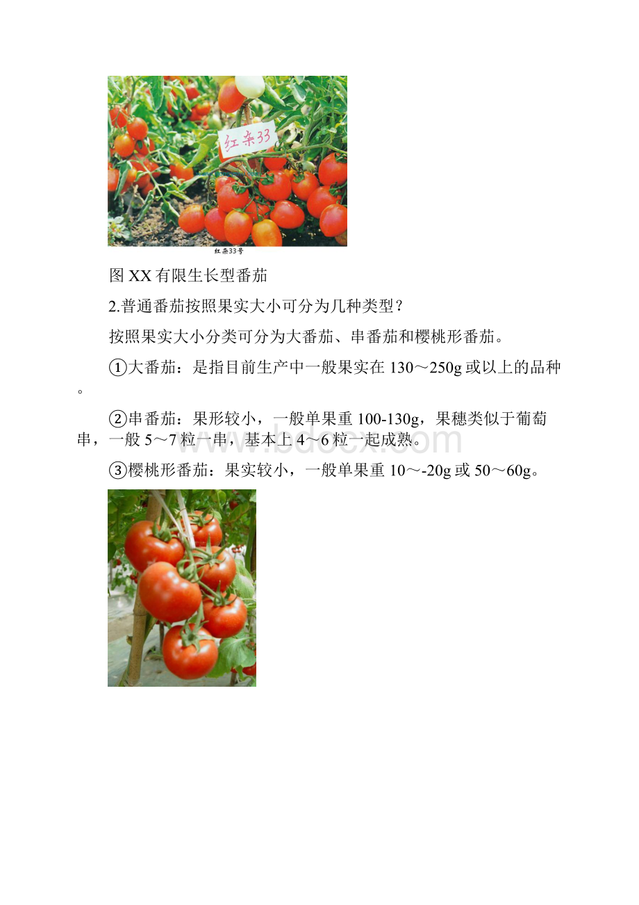 一番茄良种生产技术定稿.docx_第3页