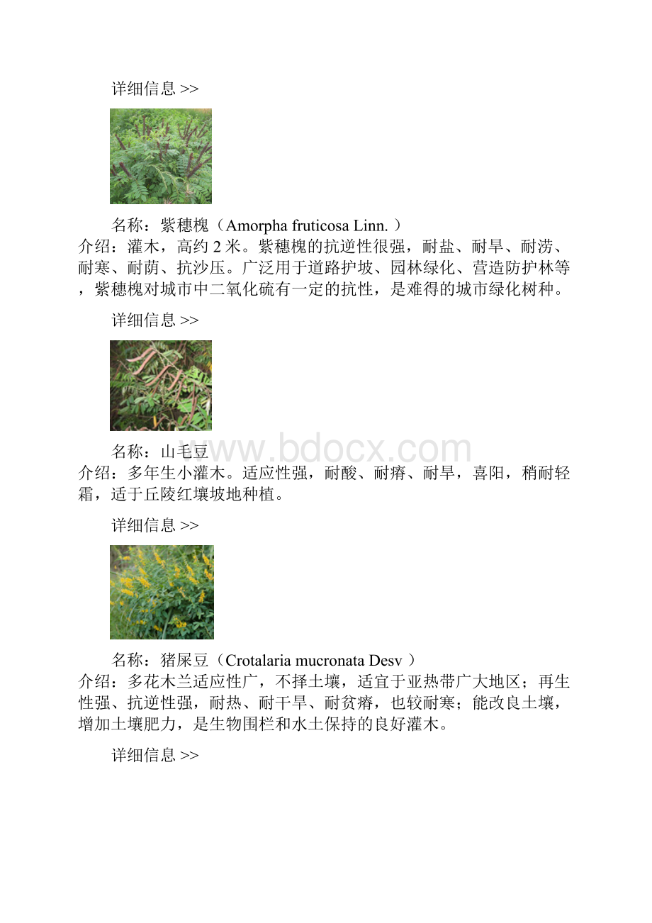 耐旱耐贫瘠植物.docx_第3页