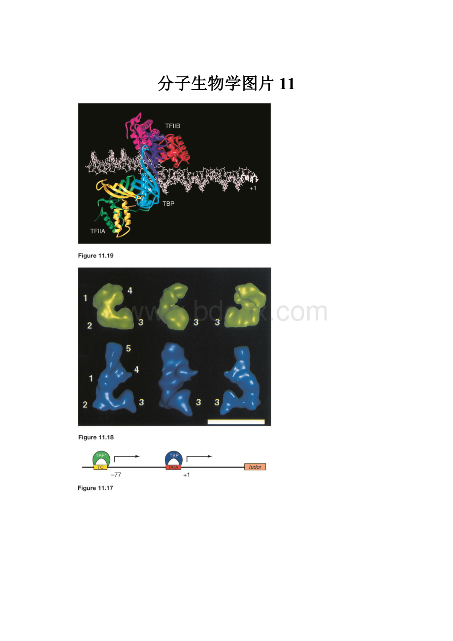 分子生物学图片11.docx_第1页