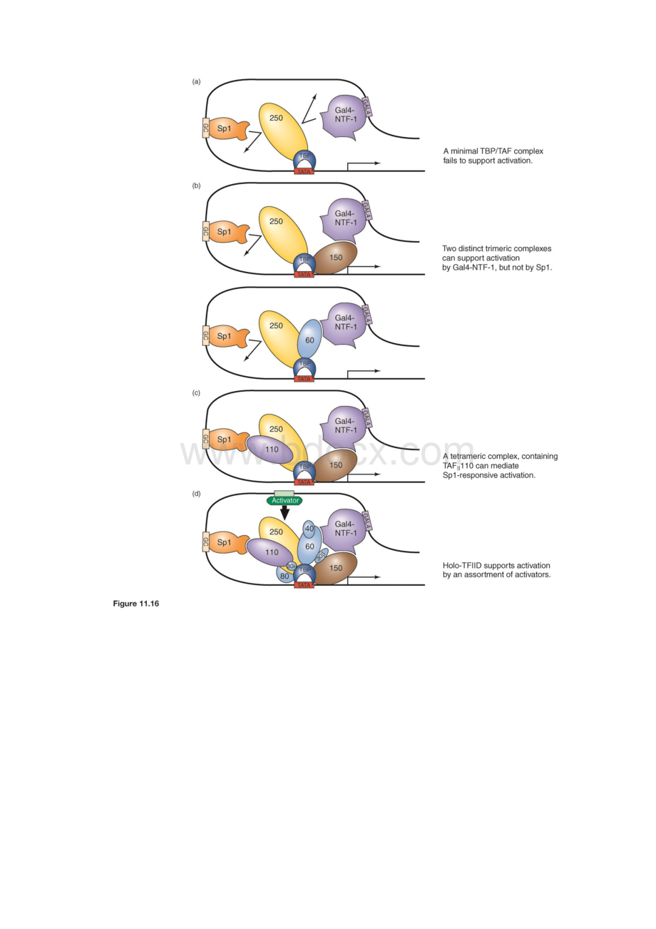 分子生物学图片11.docx_第2页