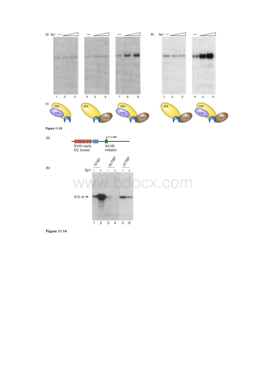 分子生物学图片11.docx_第3页