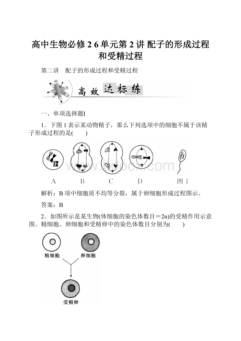 高中生物必修2 6单元第2讲 配子的形成过程和受精过程.docx