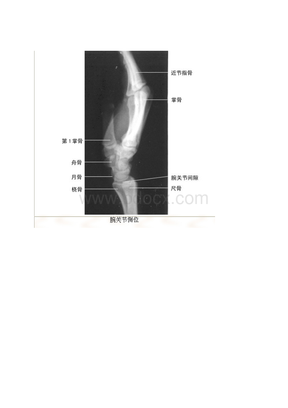 最全影像解剖影像图谱珍藏版.docx_第2页