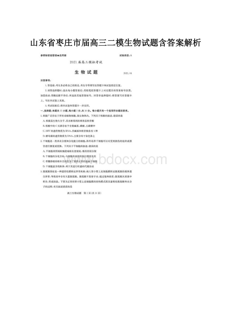 山东省枣庄市届高三二模生物试题含答案解析.docx