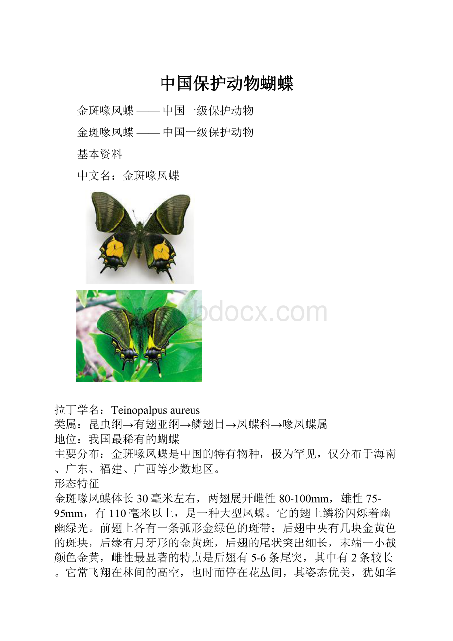 中国保护动物蝴蝶.docx