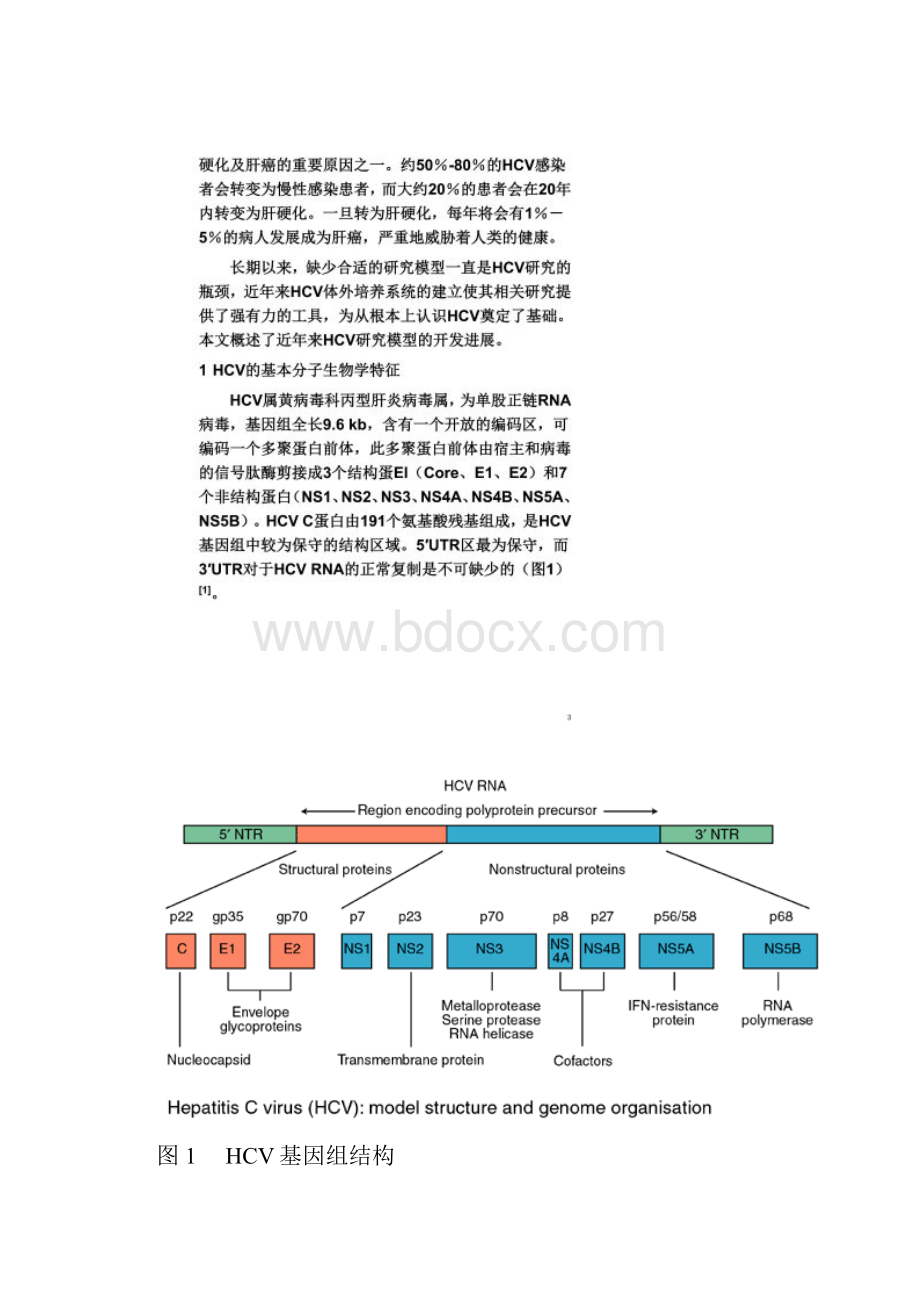 丙型肝炎病毒细胞和动物模型的研究进展.docx_第3页