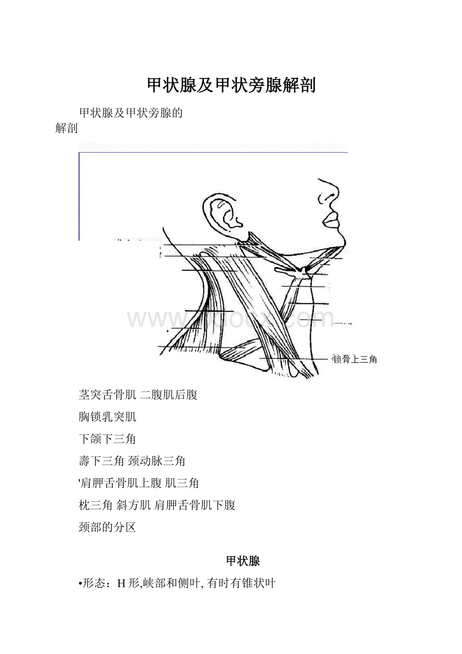 甲状腺及甲状旁腺解剖.docx_第1页