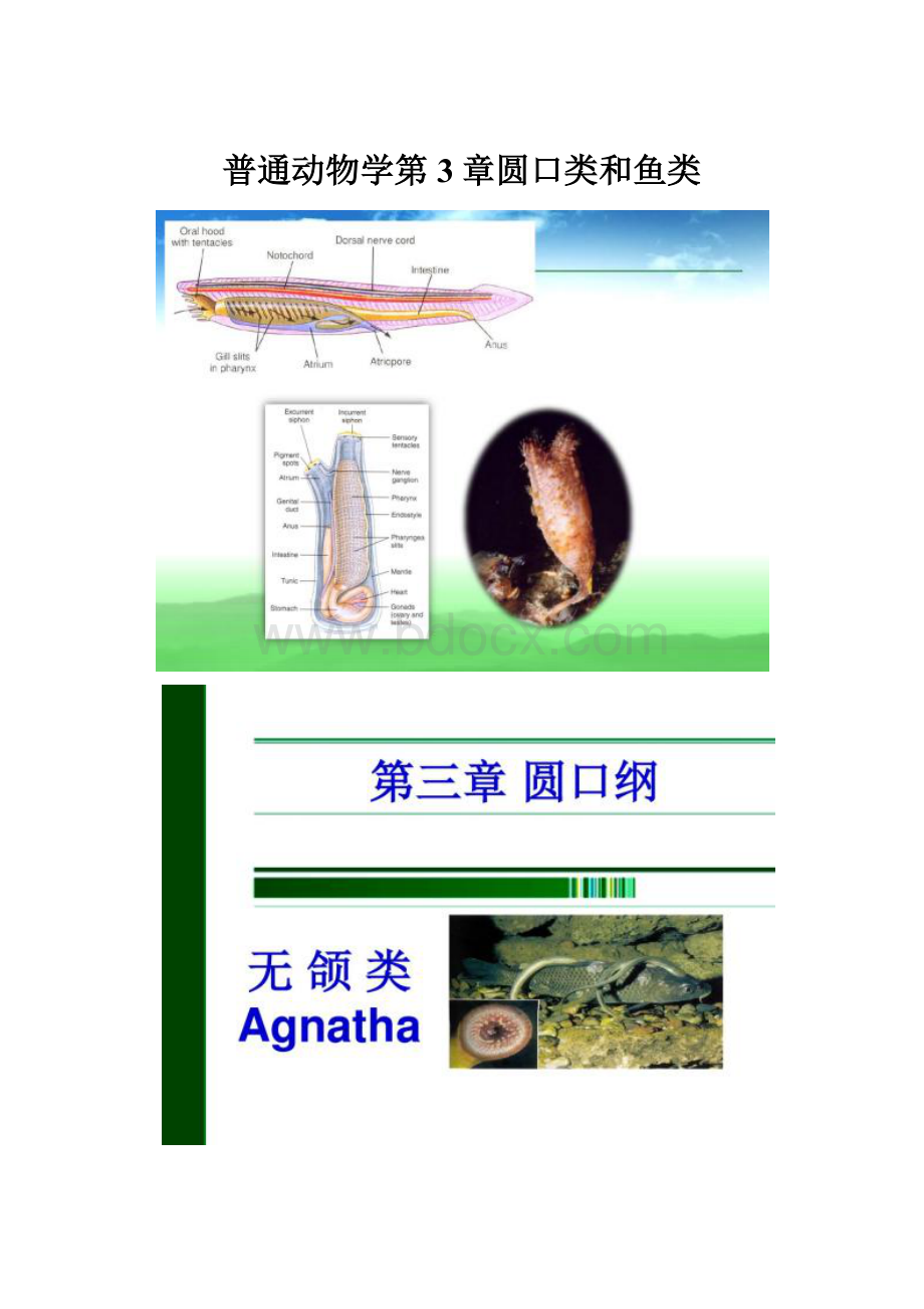 普通动物学第3章圆口类和鱼类.docx