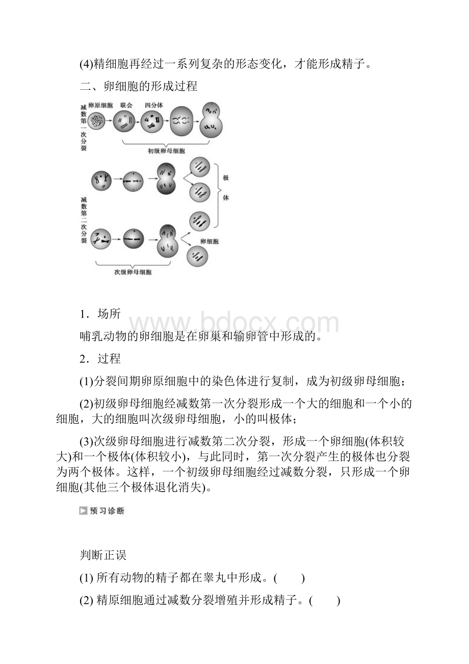 学年高中生物苏教版必修二学案文档第二章 第一节 第二课时 生殖细胞的形成.docx_第2页