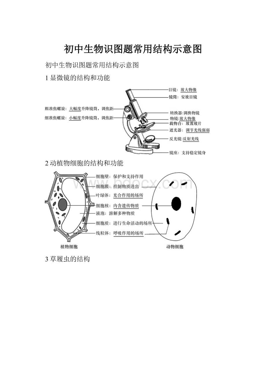 初中生物识图题常用结构示意图.docx