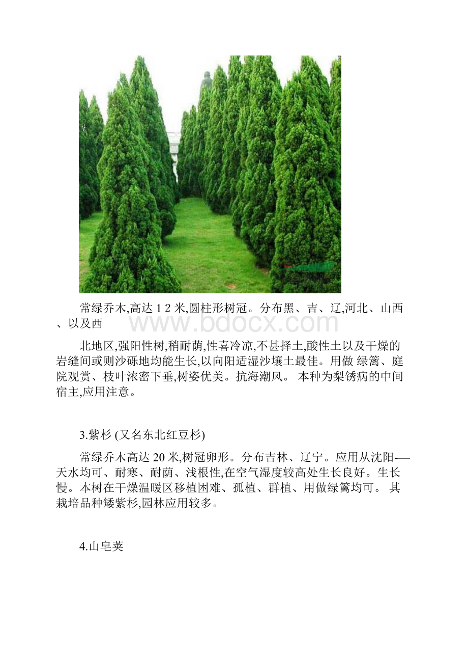 东北常用30种景观植物.docx_第2页