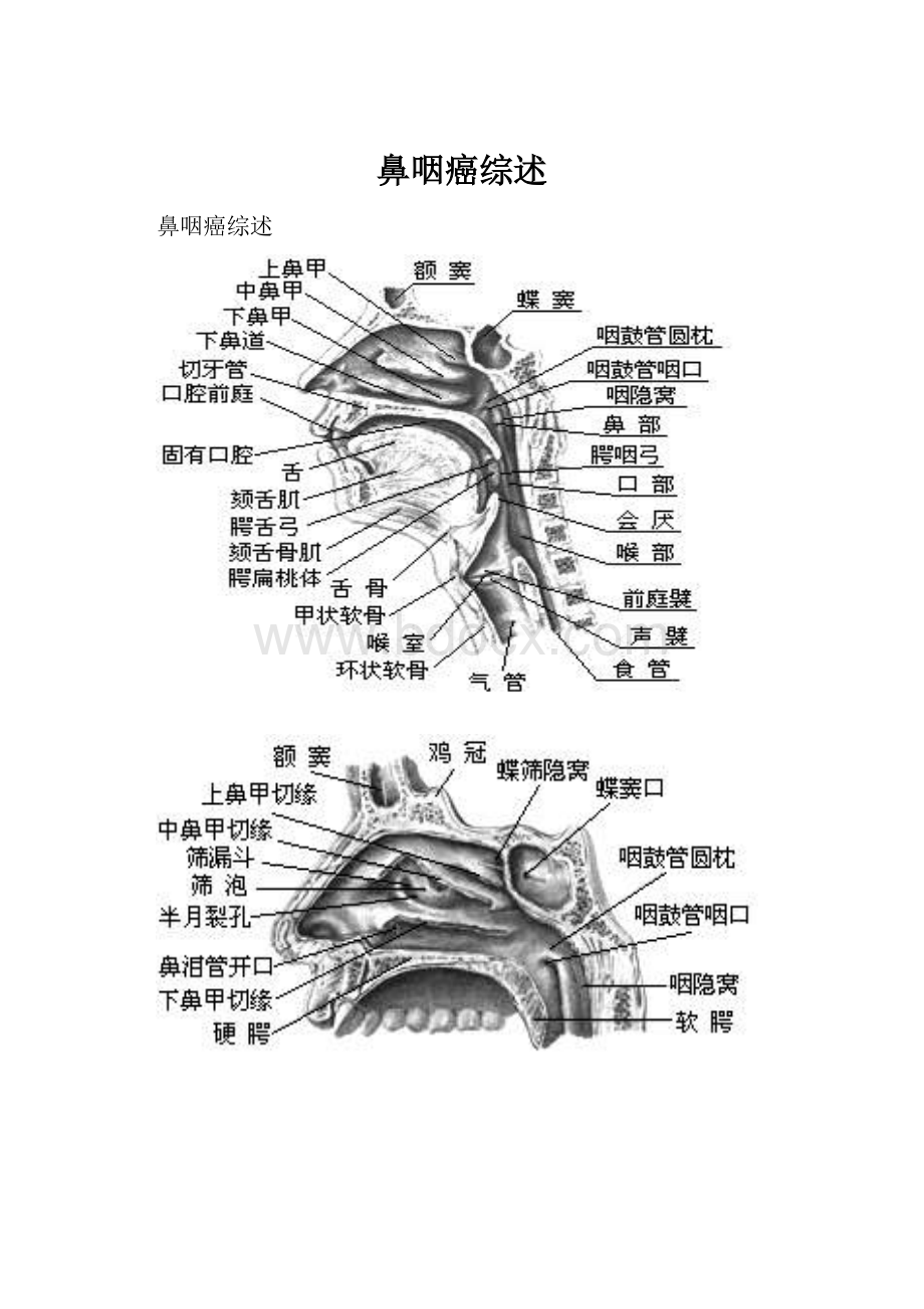 鼻咽癌综述.docx_第1页