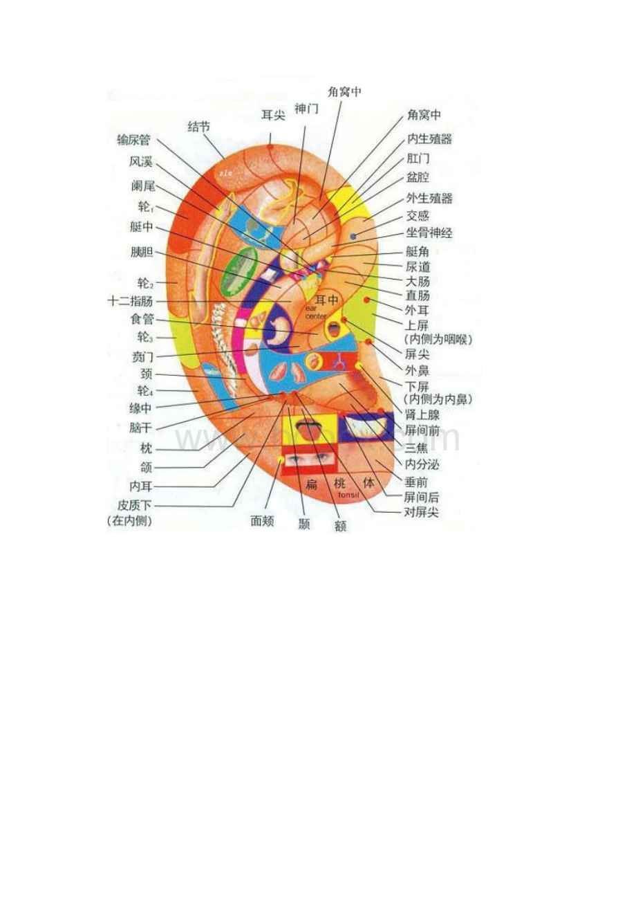 耳朵穴位图与按摩保健.docx_第2页