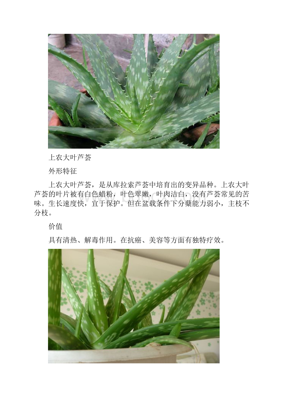 芦荟的品种及图片.docx_第2页