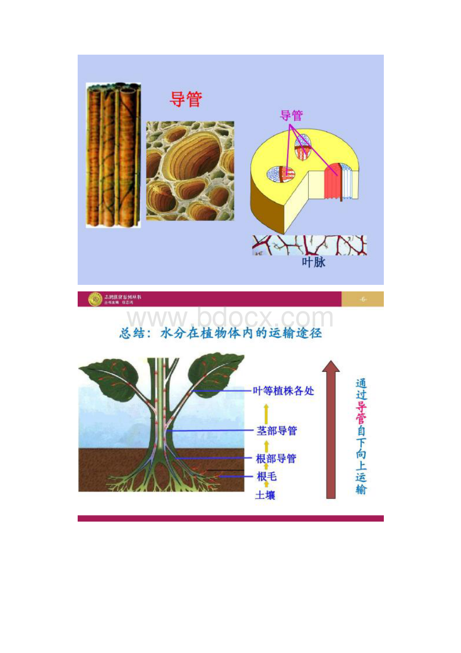 图文优秀教案课时《绿色植物与生物圈的水循环》课件1.docx_第3页