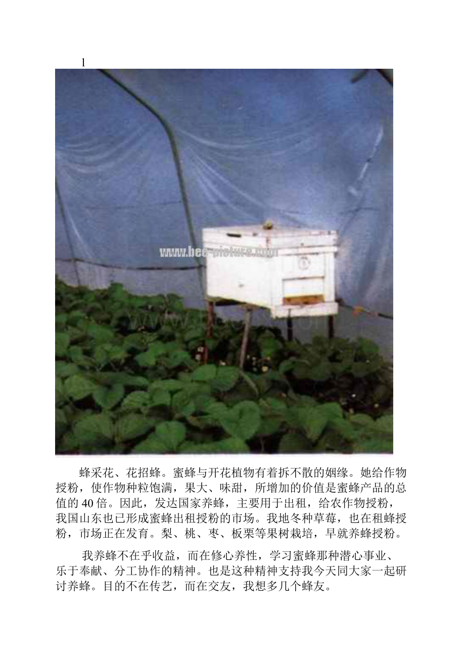 养蜂技术教学文案.docx_第3页