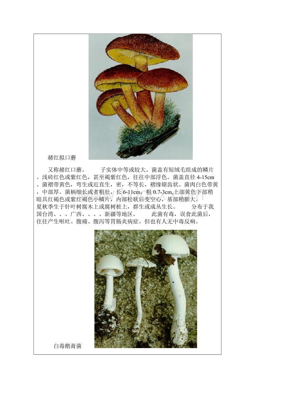 毒蘑菇大全图文毒蘑菇大全图片蘑菇大全.docx_第2页