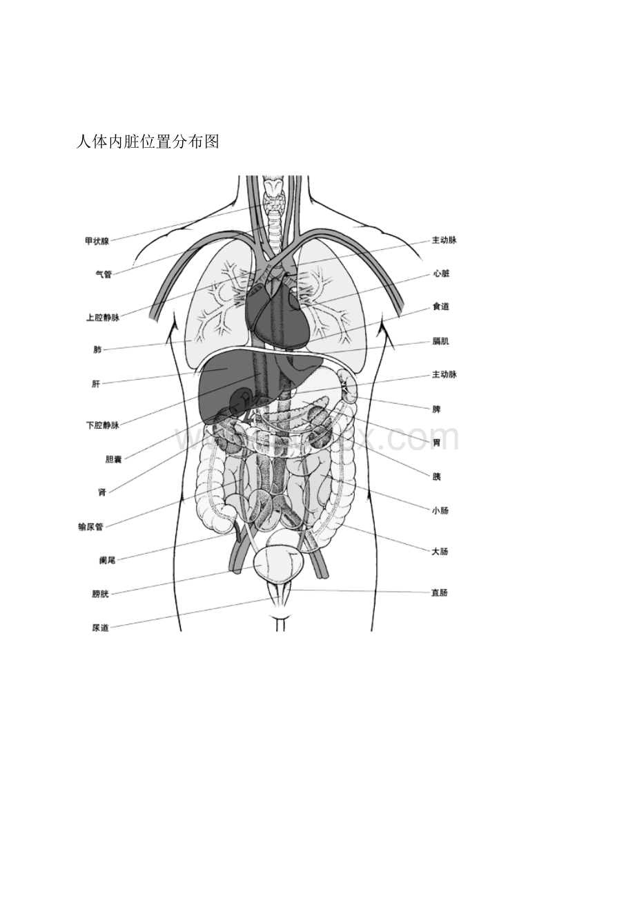 人体结构示意图.docx_第2页