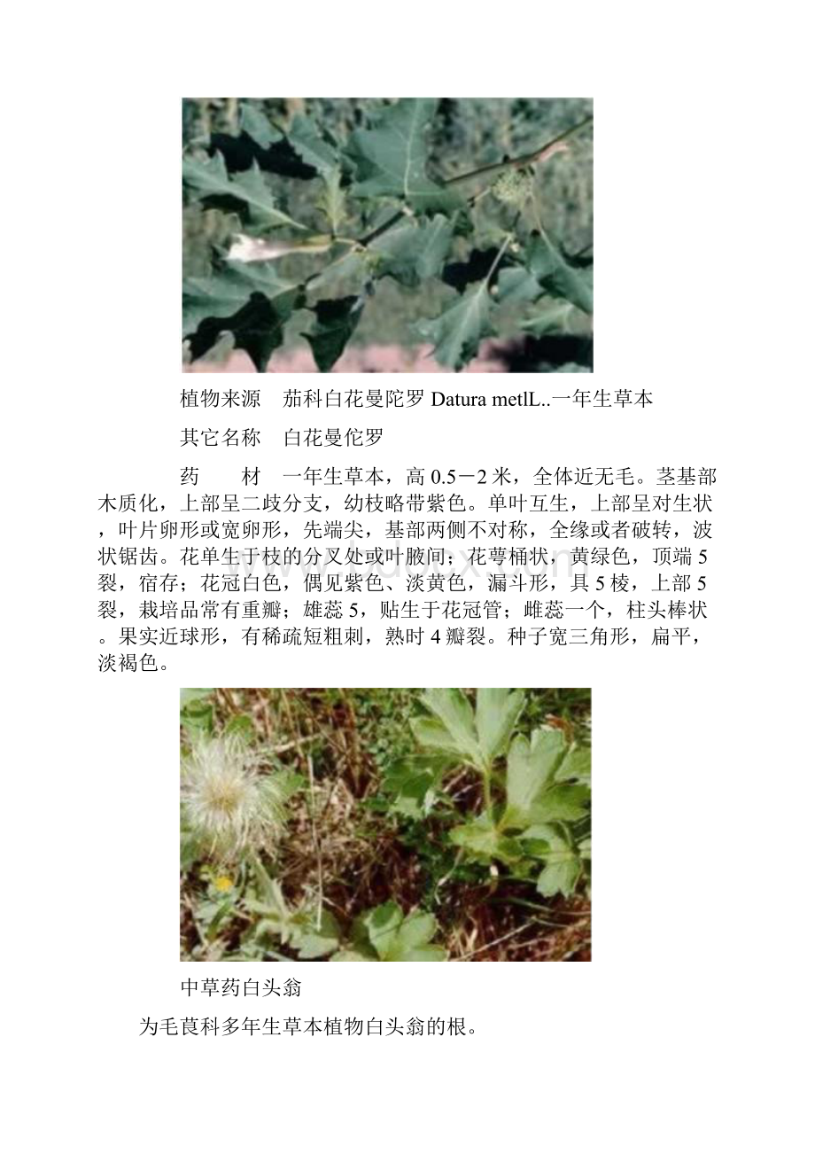 100种中草药彩色图谱.docx_第3页