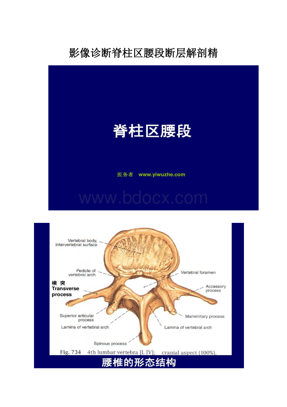 影像诊断脊柱区腰段断层解剖精.docx