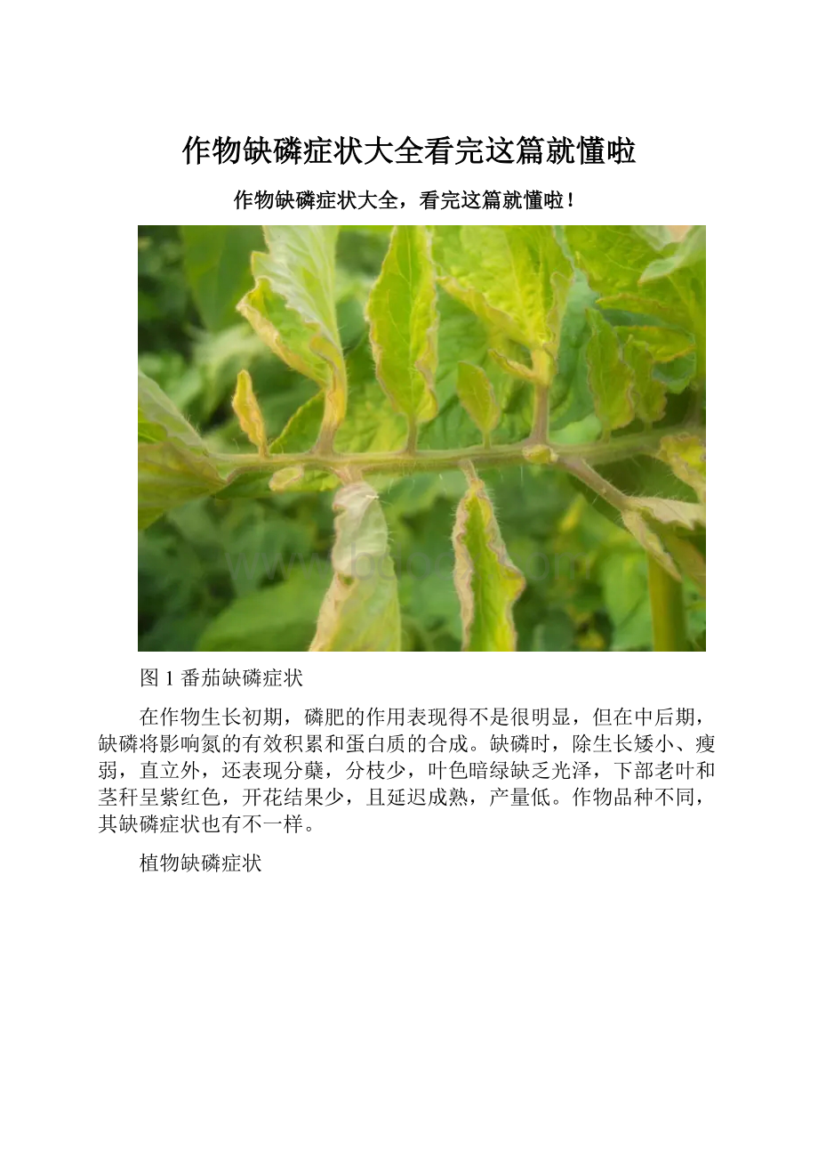 作物缺磷症状大全看完这篇就懂啦.docx