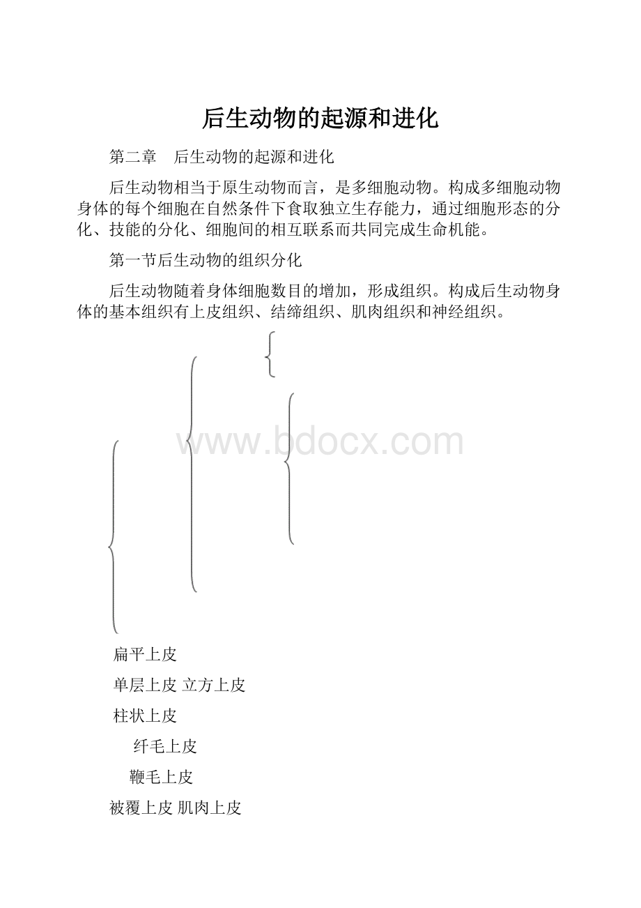 后生动物的起源和进化.docx_第1页