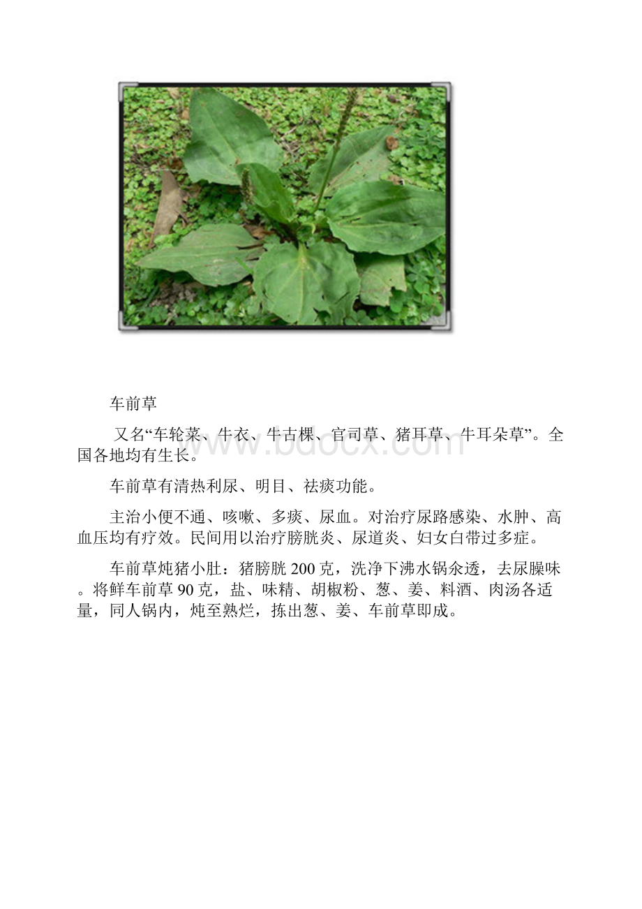 野菜的识别及吃法.docx_第2页