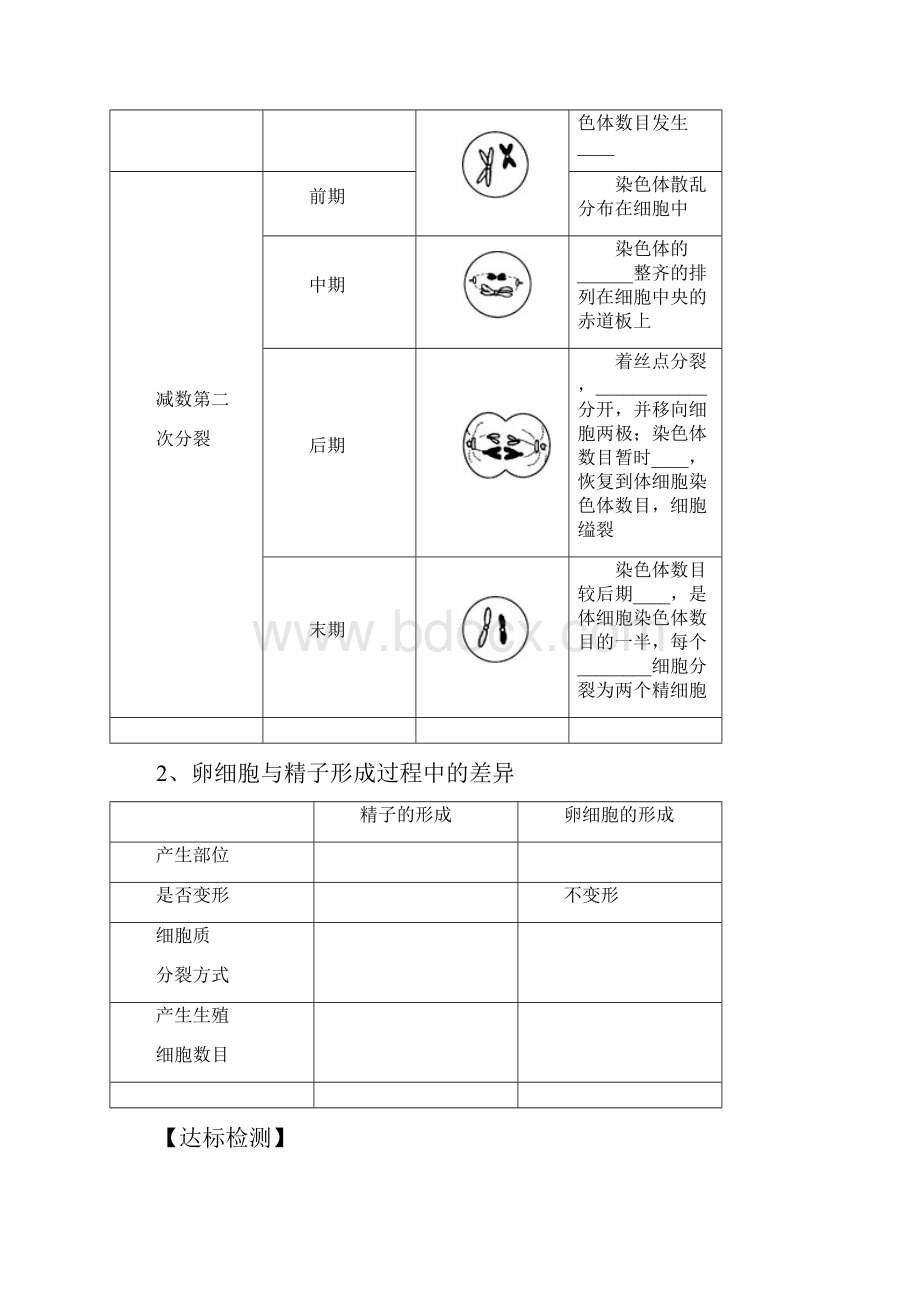 高三生物一轮复习 减数分裂与受精作用 学案讲义.docx_第3页