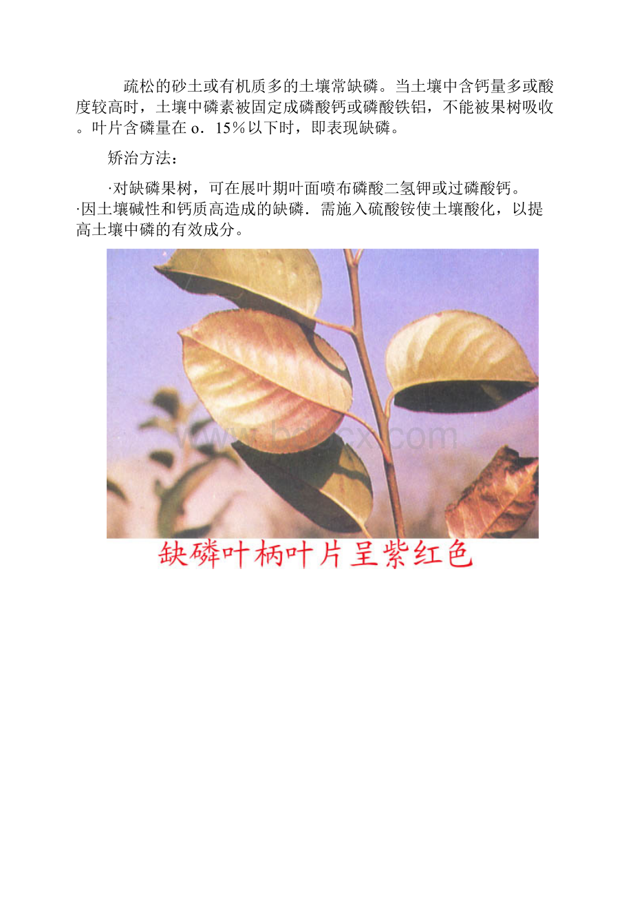 梨缺素症.docx_第2页