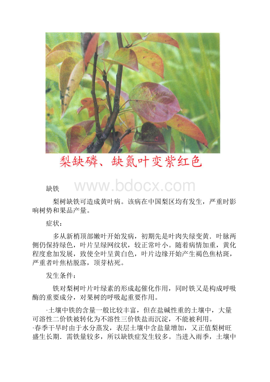 梨缺素症.docx_第3页