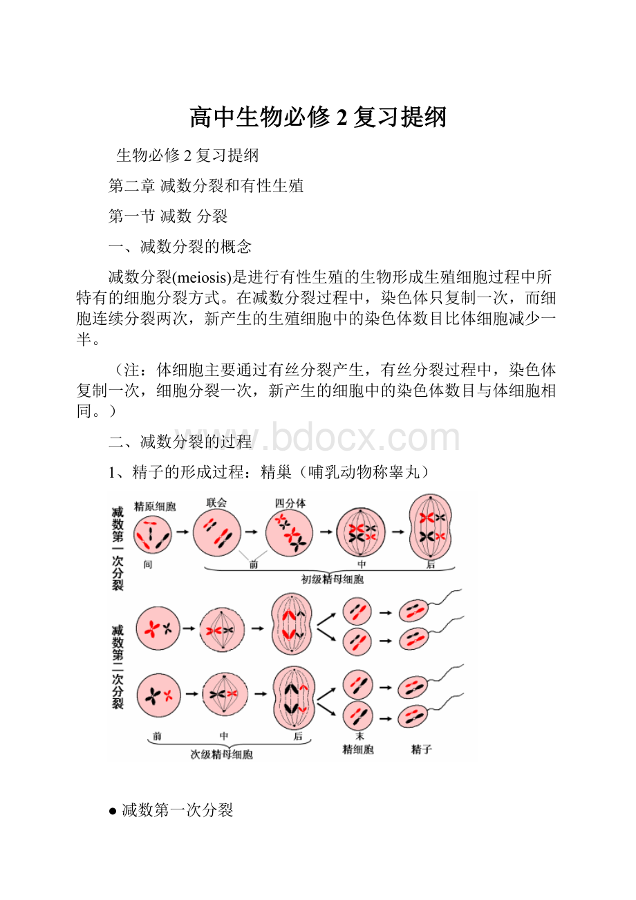 高中生物必修2复习提纲.docx_第1页