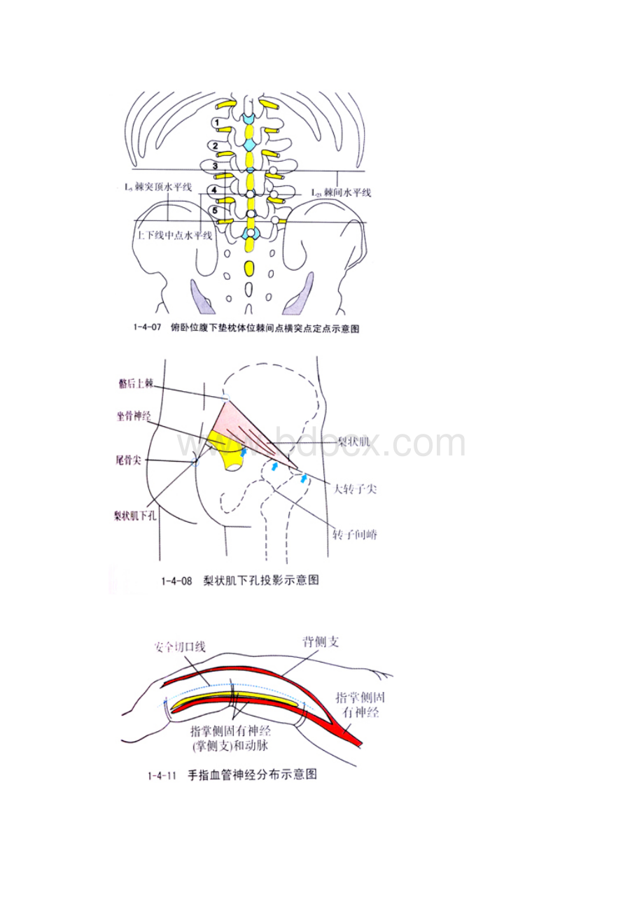 针刀医学解剖示意图经典版.docx_第3页