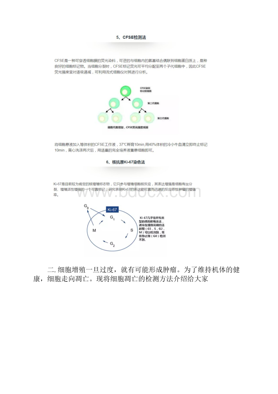 细胞增殖凋亡检测方法汇总.docx_第3页