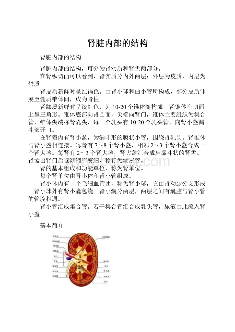 肾脏内部的结构.docx_第1页