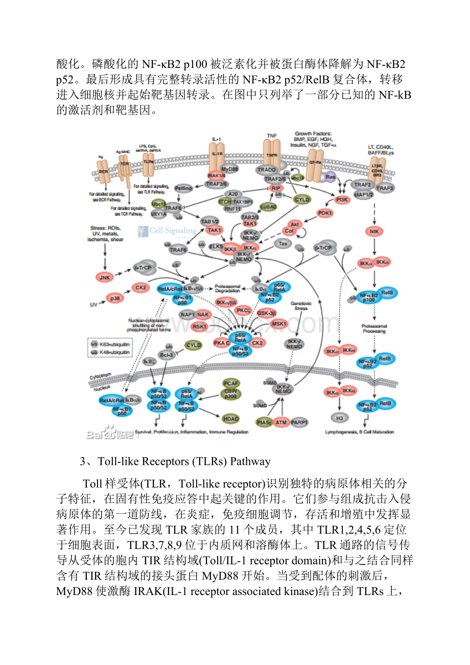 免疫和炎症相关信号通路.docx_第3页