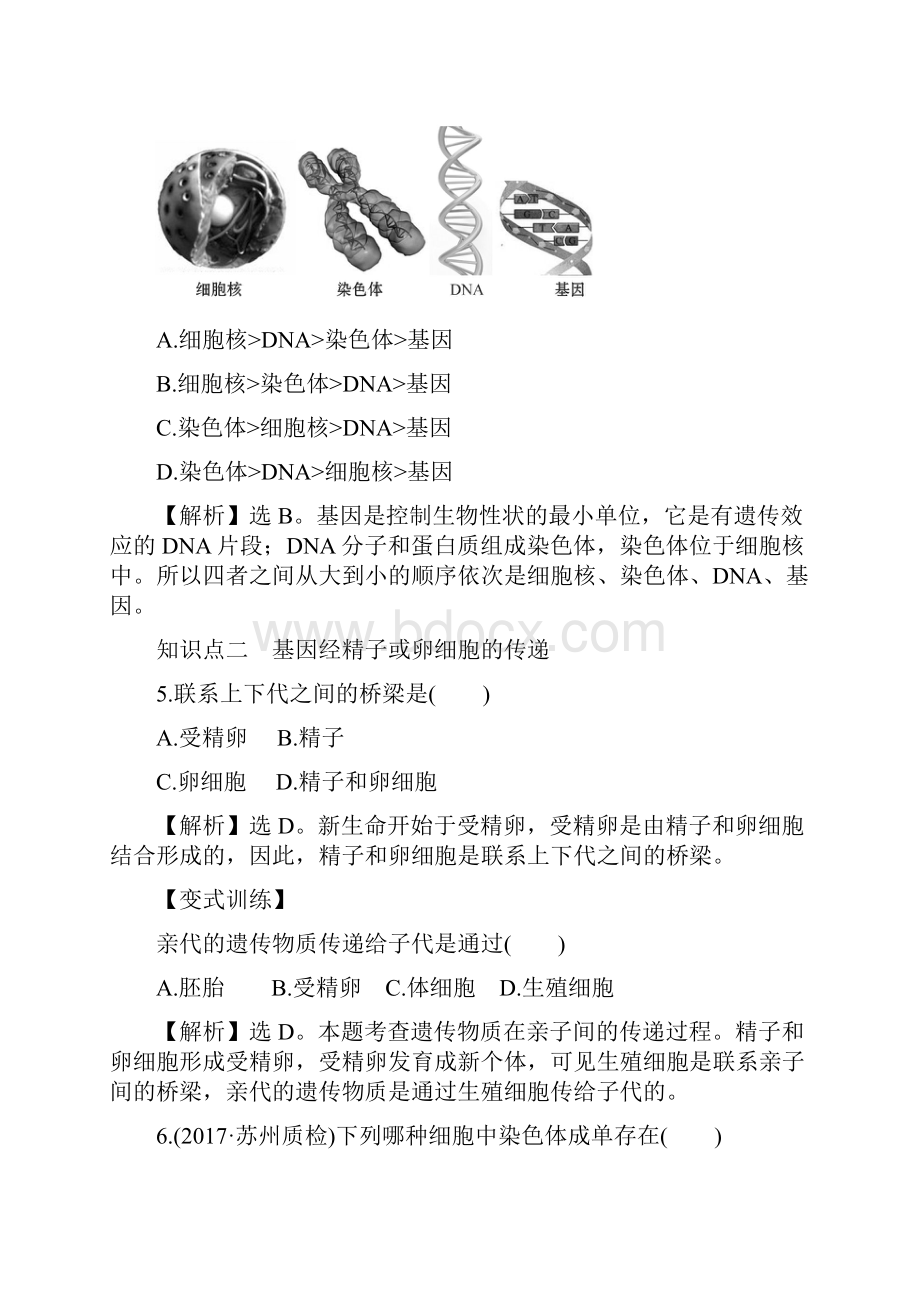 版八年级生物下册生物的遗传和变异2基因在亲子代间的传递一课三练提能培优.docx_第3页