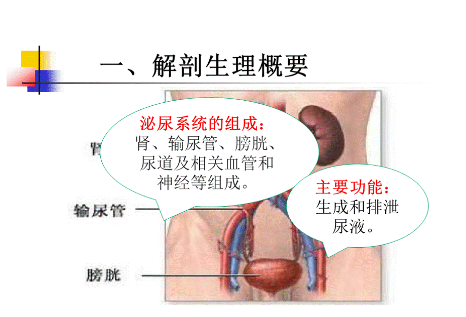 第五章-泌尿系统疾病病人的护理.pptx_第3页