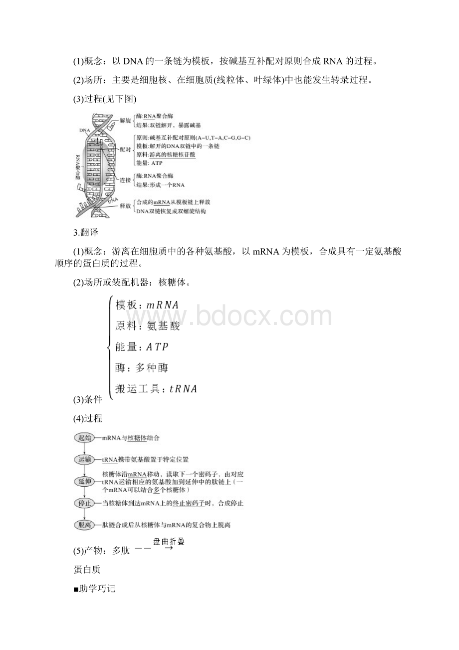 高考生物大一轮复习 第6单元 遗传的分子基础 第19讲 基因的表达学案.docx_第2页